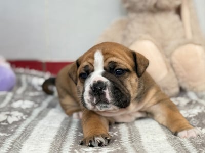 Les chiots de Bulldog continental