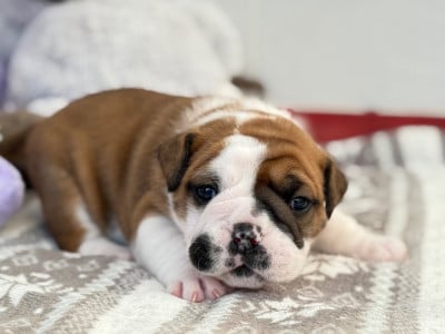 Les chiots de Bulldog continental