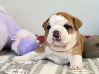 Les chiots de Bulldog continental