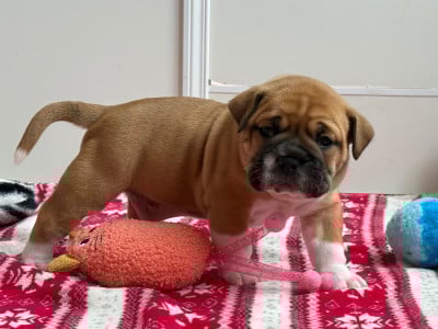 Les chiots de Bulldog continental