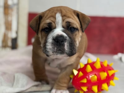 Les chiots de Bulldog continental