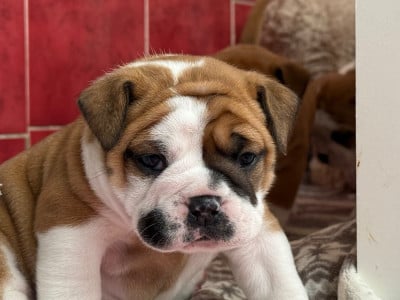 Les chiots de Bulldog continental