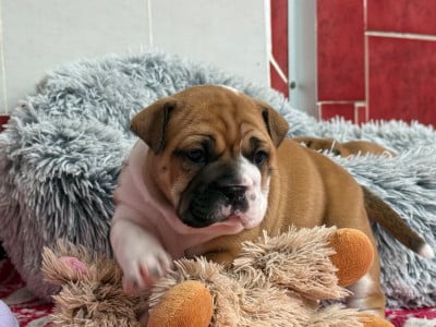 Les chiots de Bulldog continental