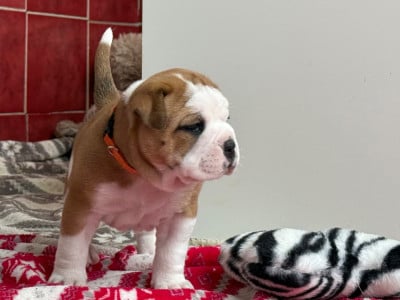 Les chiots de Bulldog continental