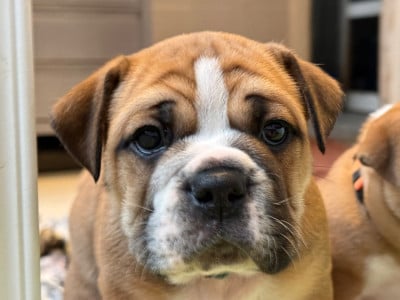 Les chiots de Bulldog continental