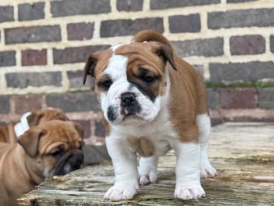 Les chiots de Bulldog continental