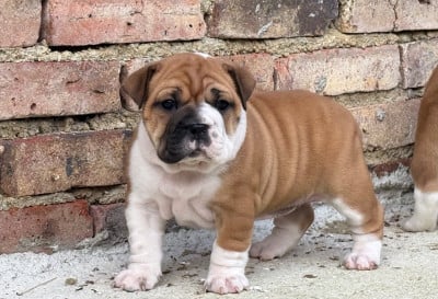 Les chiots de Bulldog continental