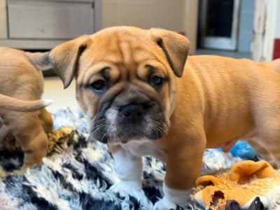 Les chiots de Bulldog continental