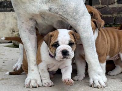 Les chiots de Bulldog continental
