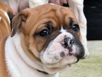 Les chiots de Bulldog continental