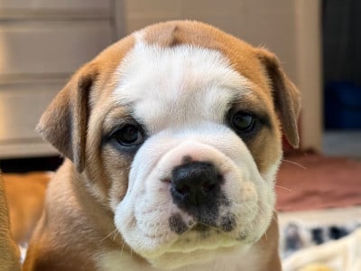 Les chiots de Bulldog continental