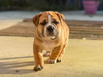 Les chiots de Bulldog continental