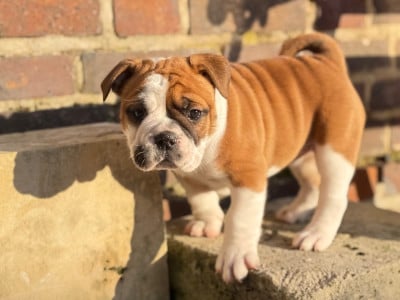 Les chiots de Bulldog continental