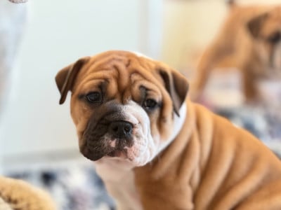 Les chiots de Bulldog continental
