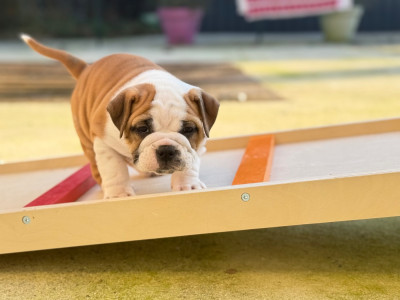 Les chiots de Bulldog continental