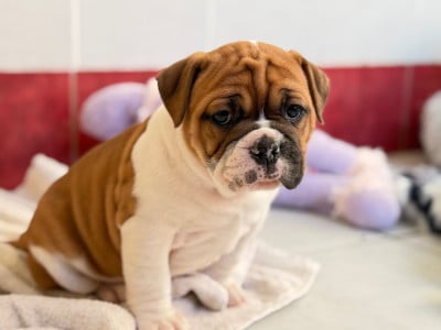 Les chiots de Bulldog continental