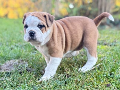 Les chiots de Bulldog continental