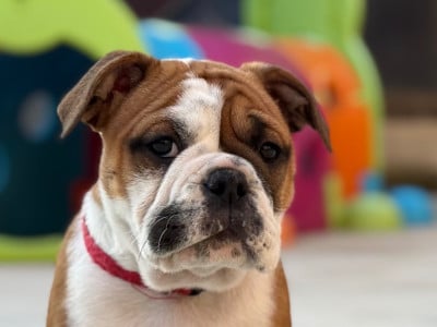 Les chiots de Bulldog continental