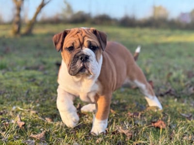 Les chiots de Bulldog continental