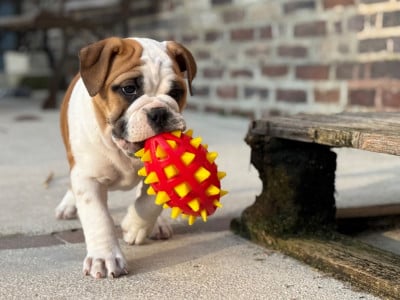 Les chiots de Bulldog continental