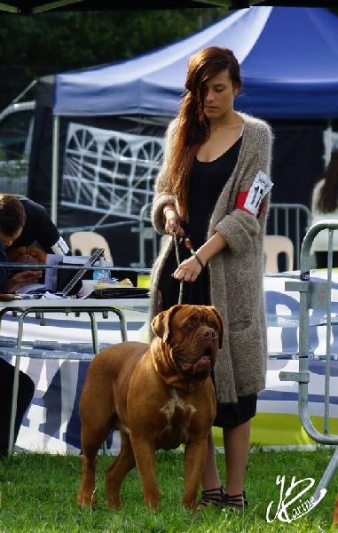 Hara-kiri du val de gloire - Excellent