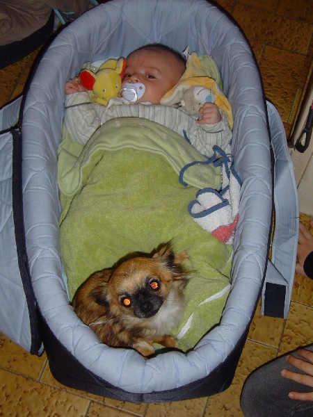 Baby love des Korrigans de la Lande