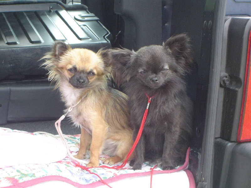 Baby love des Korrigans de la Lande