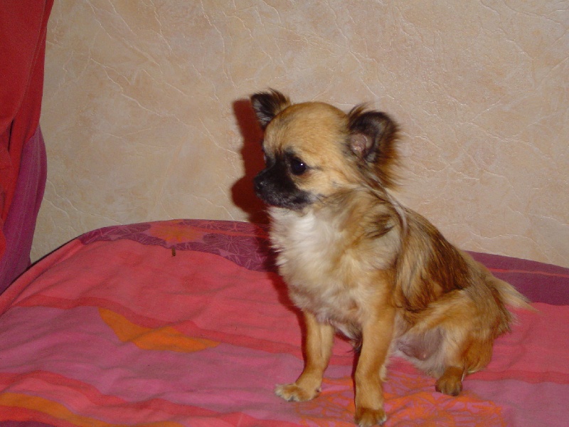 Baby love des Korrigans de la Lande