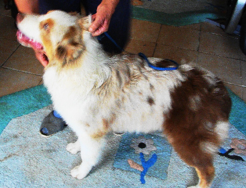 Publication : du domaine du Cervine Auteur : m payne