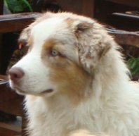 Publication : du domaine du Cervine Auteur : m payne