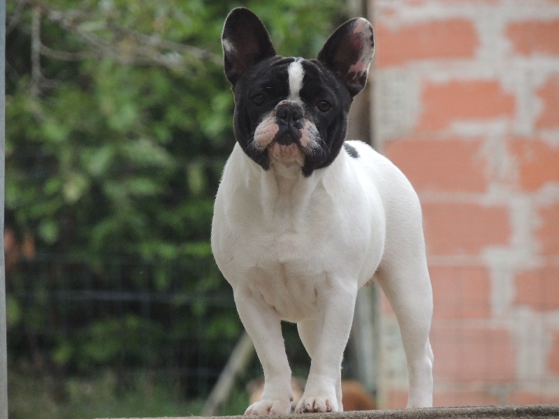 Publication : Dust Of Love