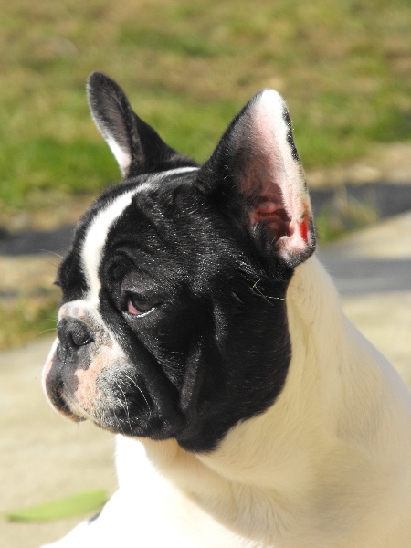 Publication : Dust Of Love