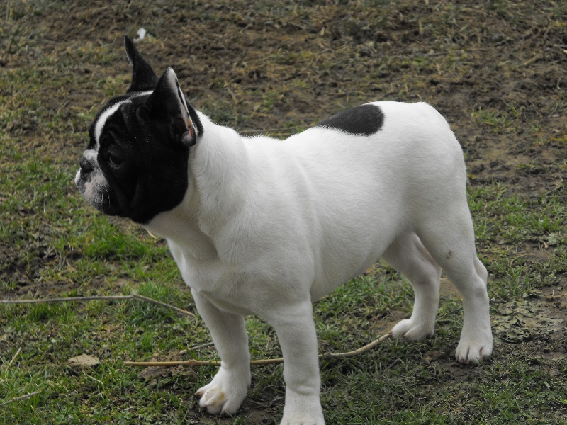 Publication : Dust Of Love