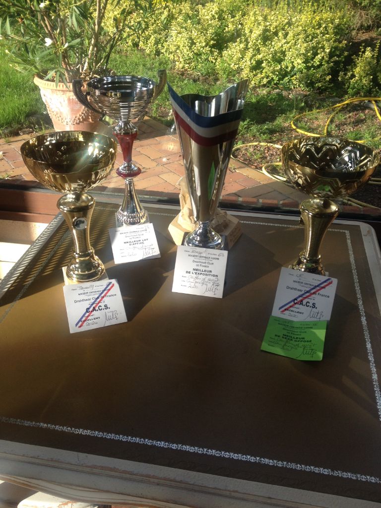 Larka des Plaines du Cambresis - CACS 1 ER EXCELLENT CLASSE OUVERTE