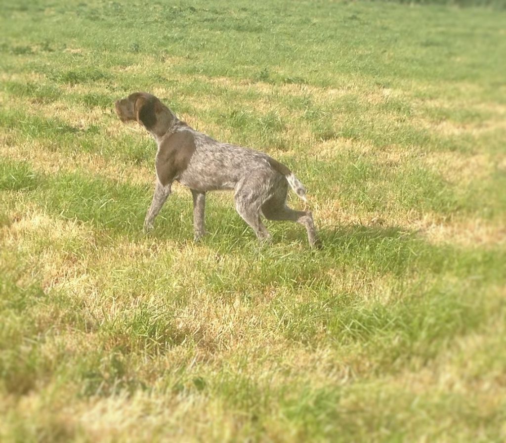 Larka des Plaines du Cambresis - 1 er excellent CACS BOS classe ouverte