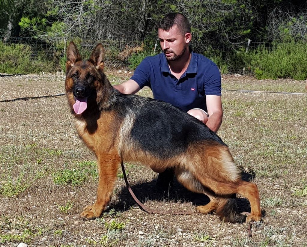 Accueil Elevage Des Terres De Peyriere Eleveur De Chiens Berger Allemand