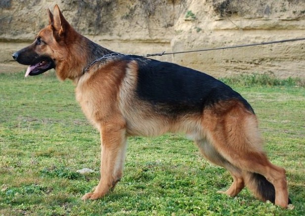 Enzo Des terres de peyrière