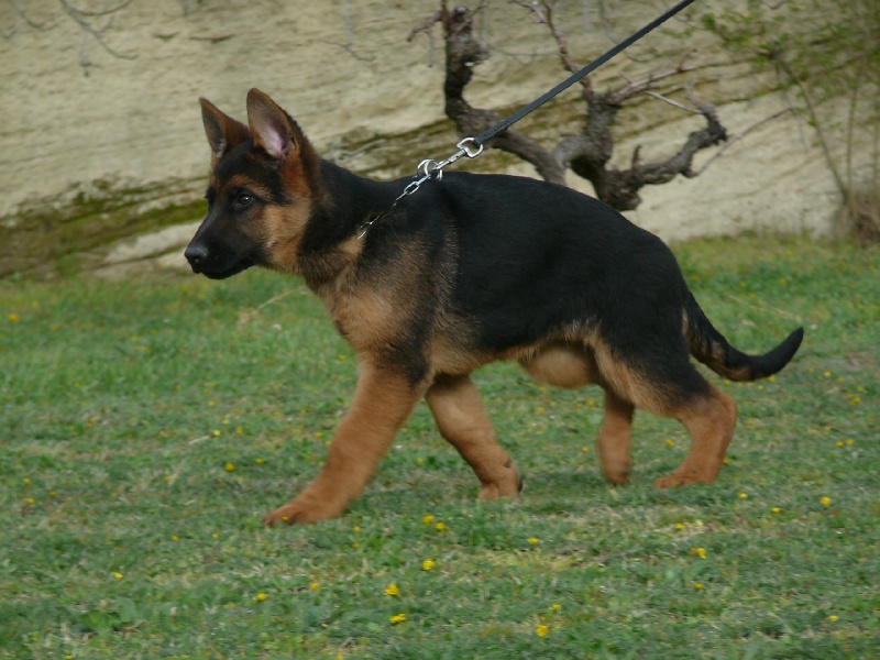 Photo Elevage Des Terres De Peyrière Eleveur De Chiens