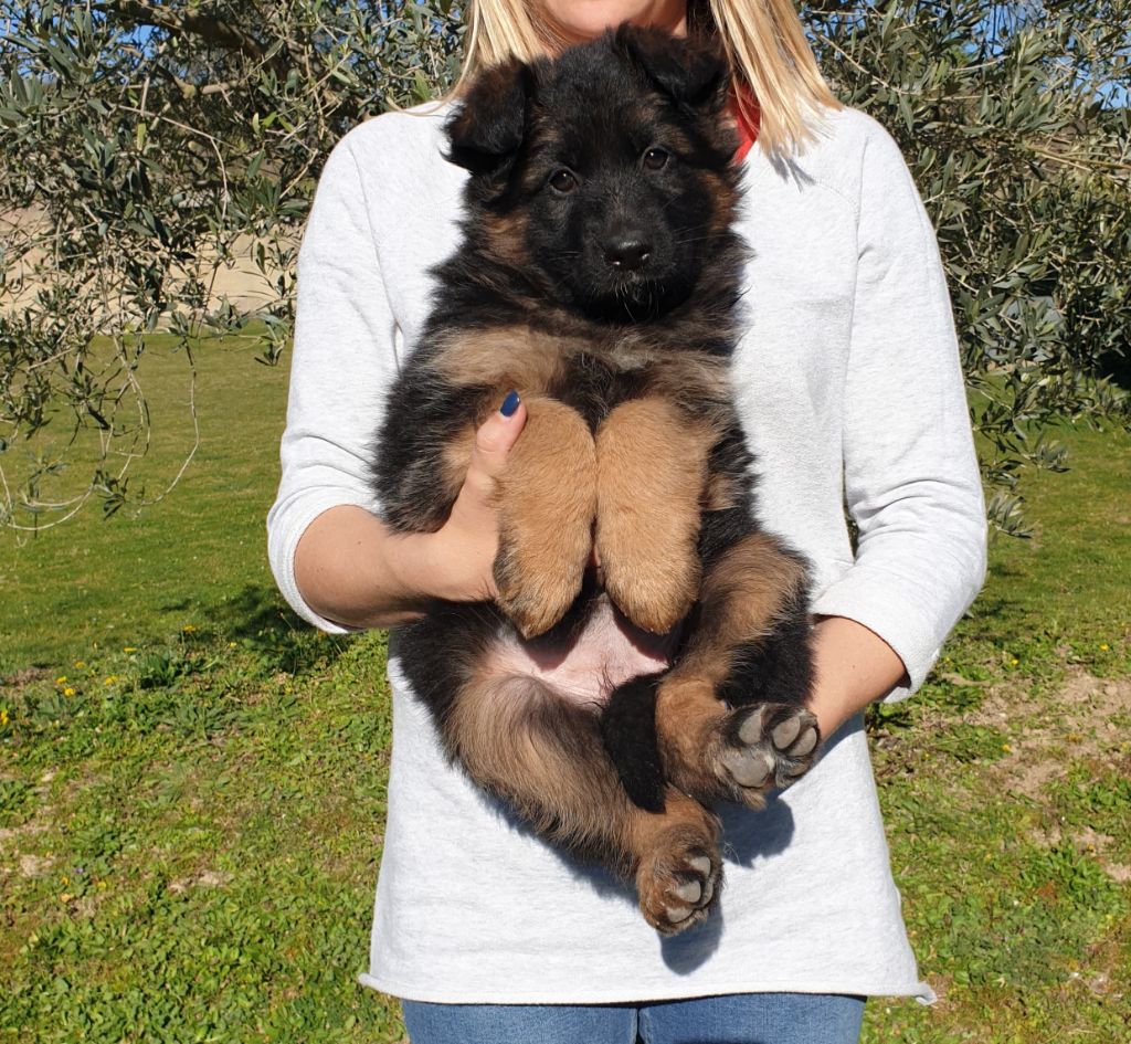 Chiot Berger Allemand Poil Long 2 Mois