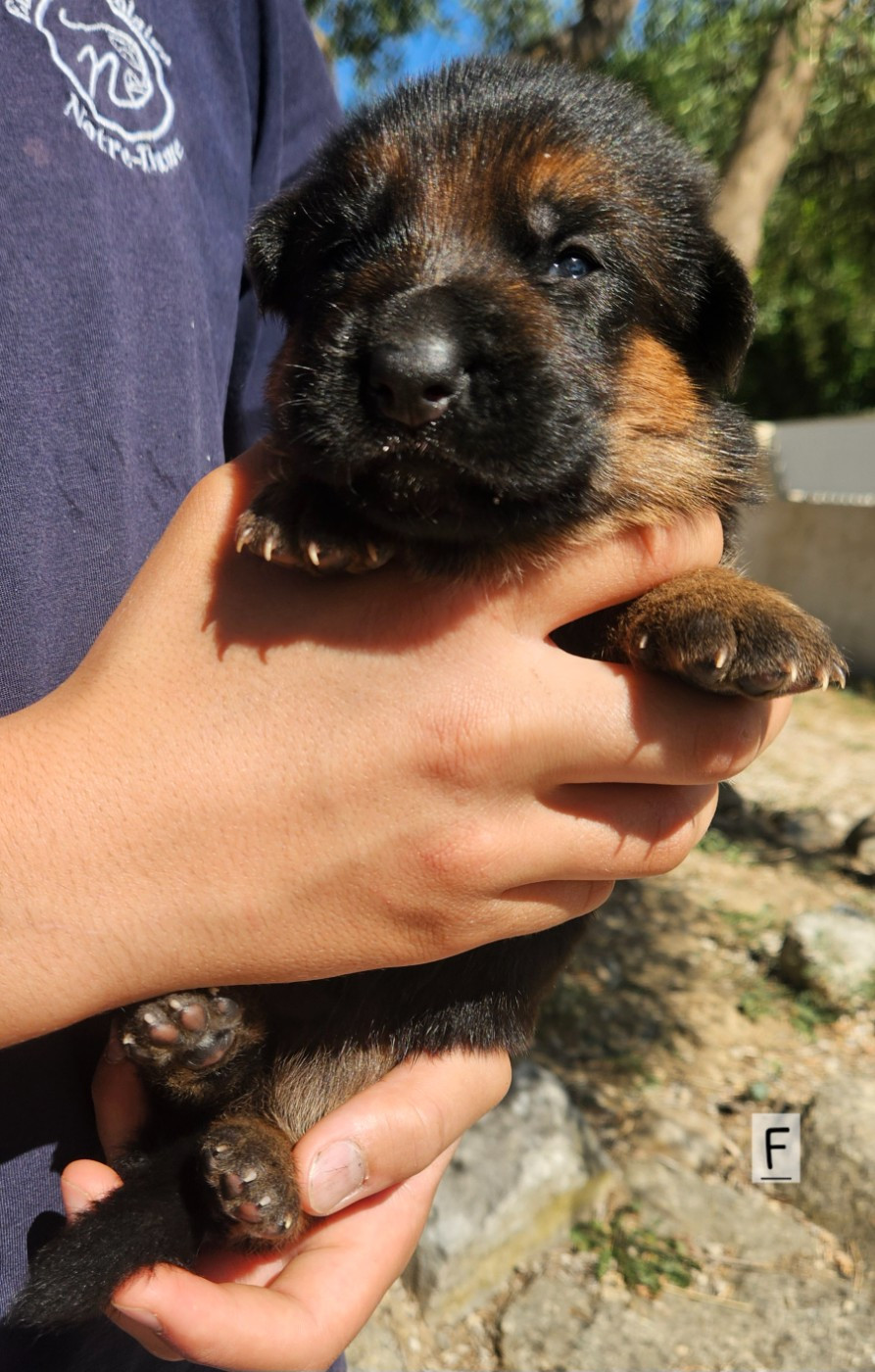 CHIOT 1