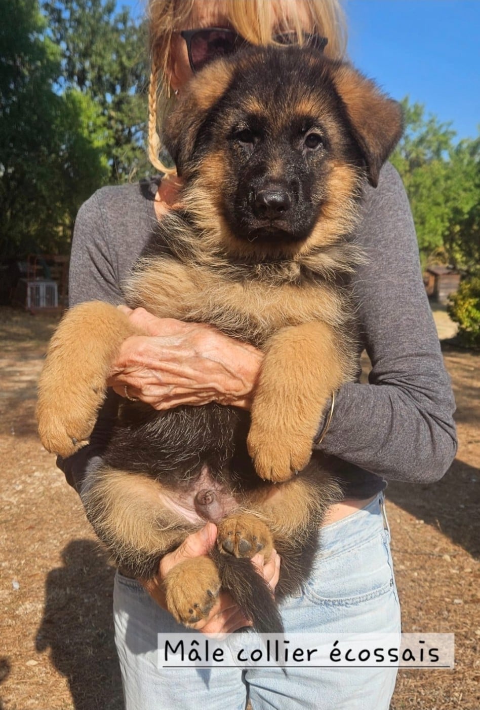 CHIOT 7 - Berger Allemand