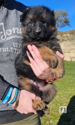 Les chiots de Berger Allemand Poil Long