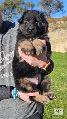 Les chiots de Berger Allemand Poil Long