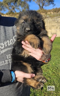 Les chiots de Berger Allemand Poil Long