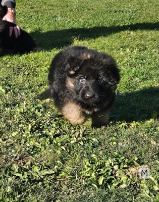 Les chiots de Berger Allemand Poil Long