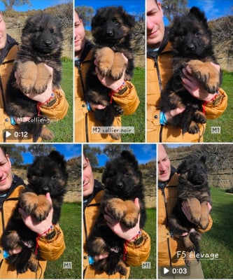 Les chiots de Berger Allemand Poil Long