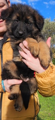 Les chiots de Berger Allemand Poil Long