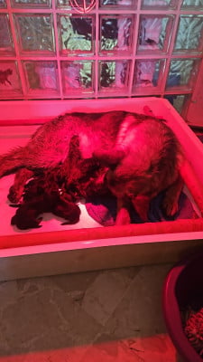 Les chiots de Berger Allemand