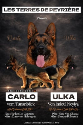 Les chiots de Berger Allemand
