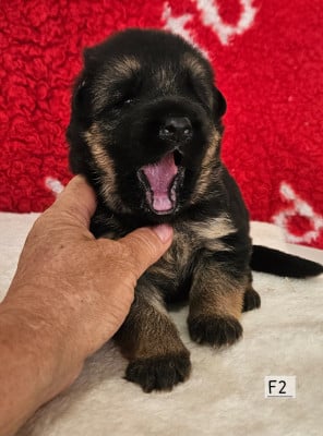 Les chiots de Berger Allemand